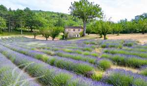 Vente Propriété Saignon