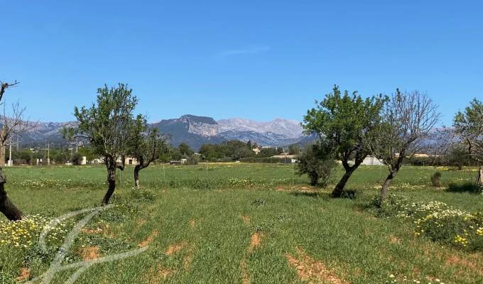 Vente Terrain Consell