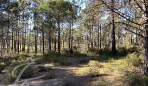 Vente Terrain Grândola